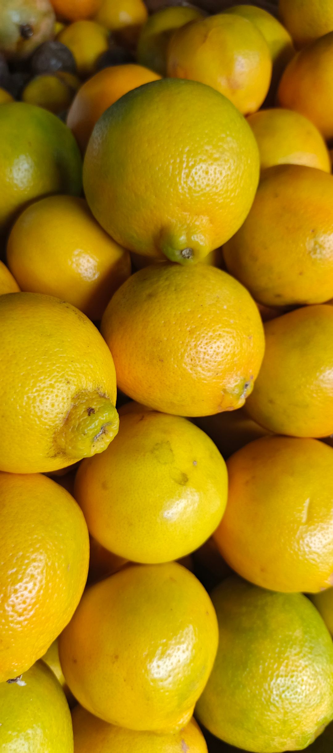 Minora Oranges.(Approx 7Pcs) Per Kg