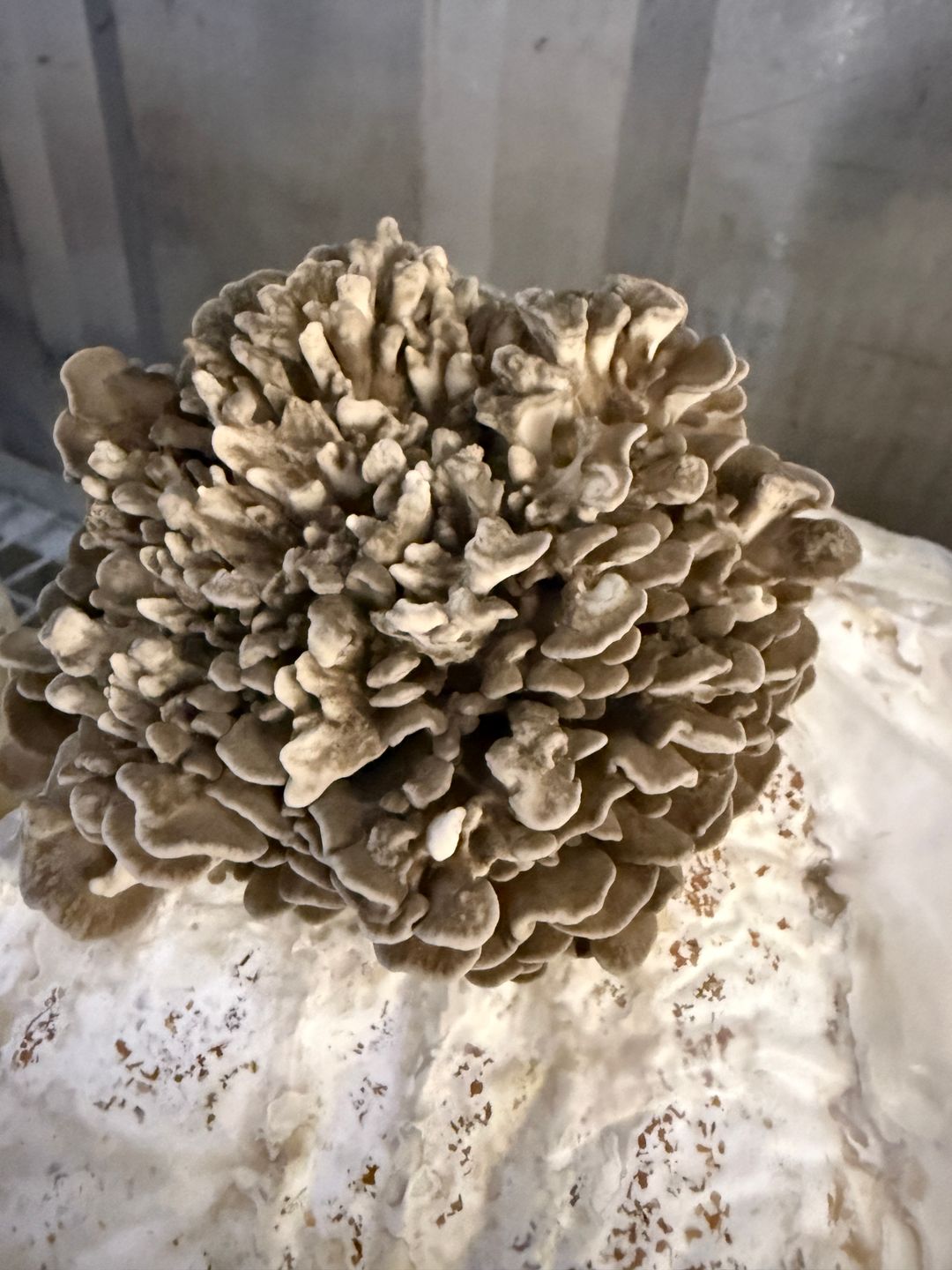 Maitake/Hen of the woods/Eikhaas 250 gr