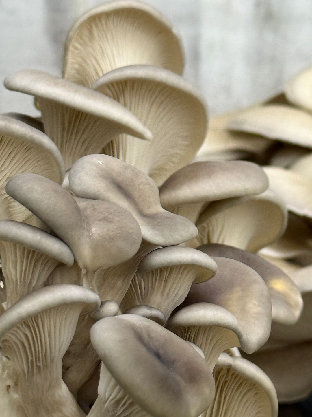 Grey Oyster mushroom 250 gr