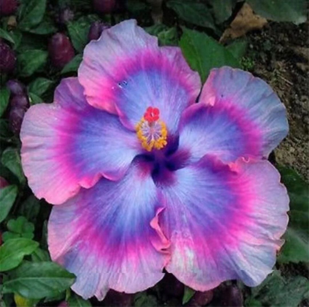Pink & Blue Hibiscus Seeds (Perennial)
