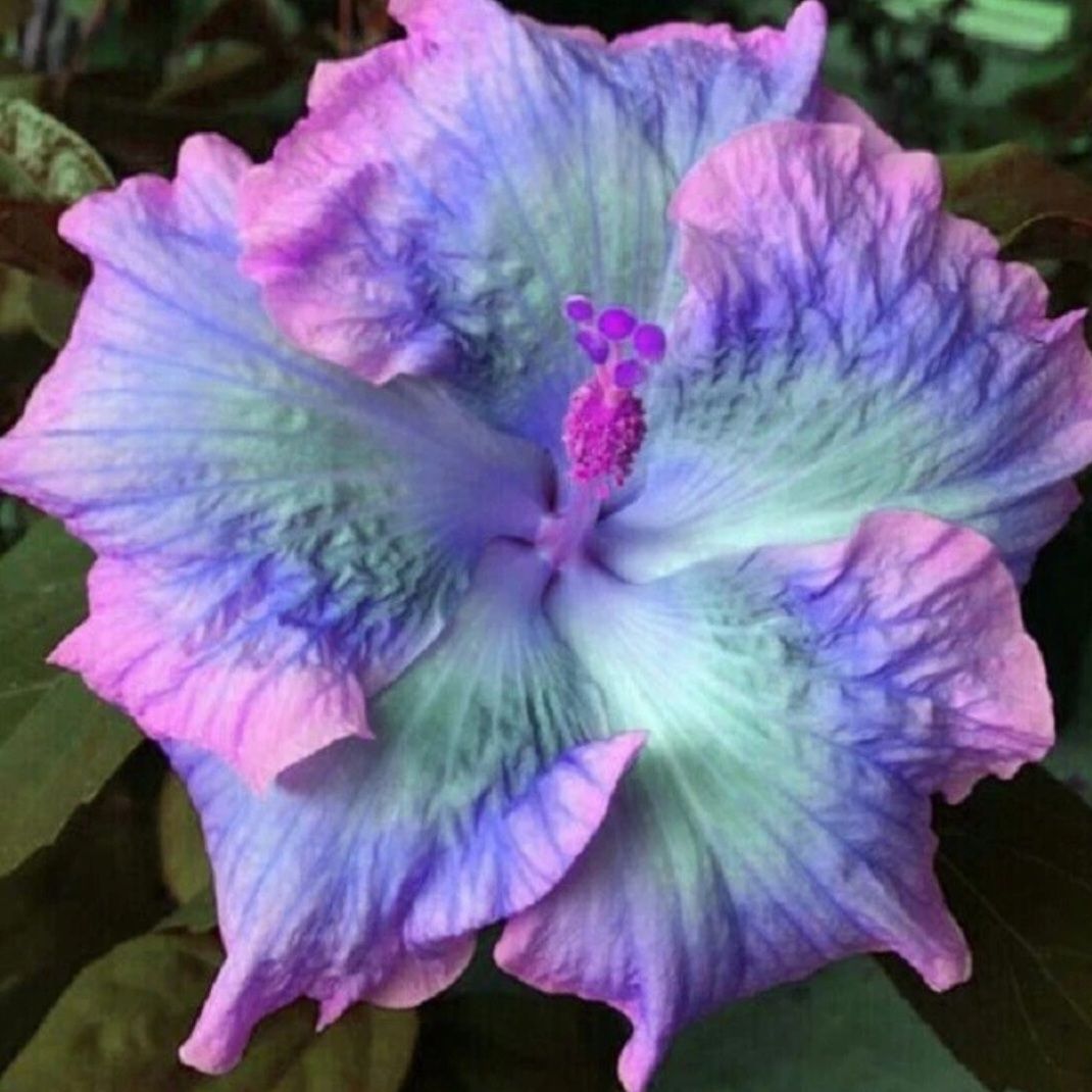 Blue, Pink & Purple Hibiscus Seeds (Perennial)