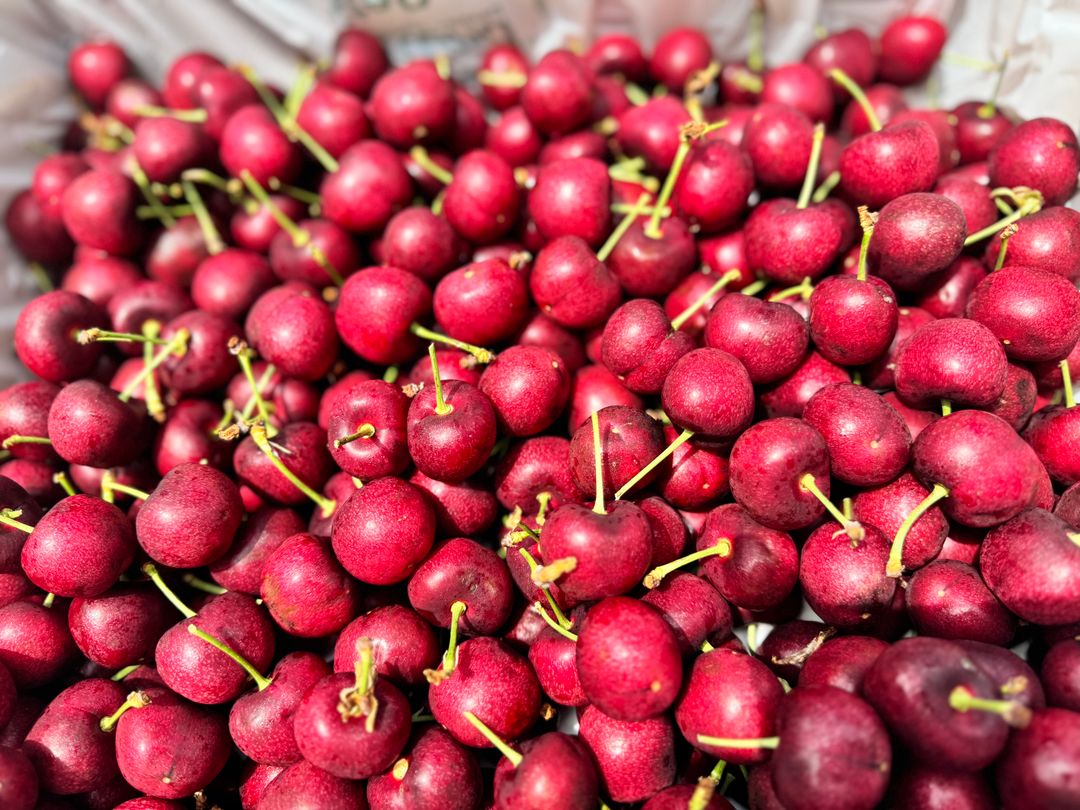 USA Red Cherry 