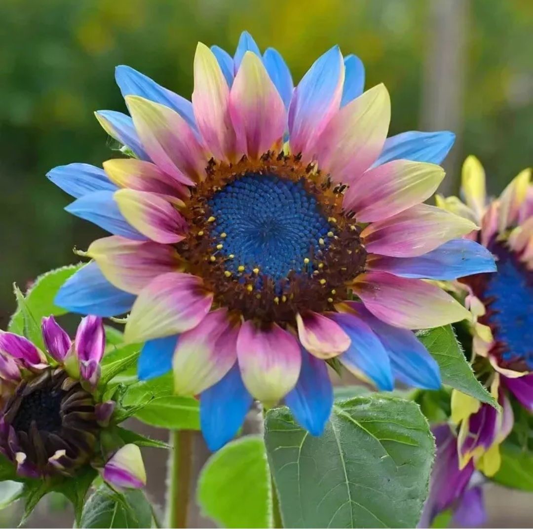 Rare Twin Blossom Sunflower Seeds