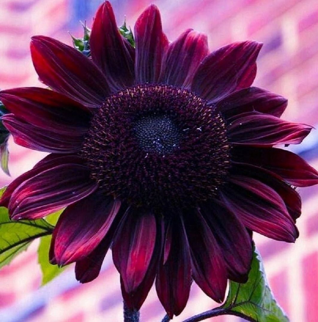 Cherry Chocolate Sunflower Seeds