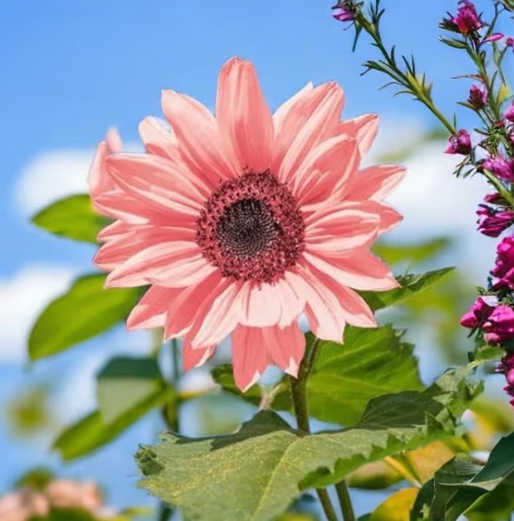 Pink Sunflower Seeds