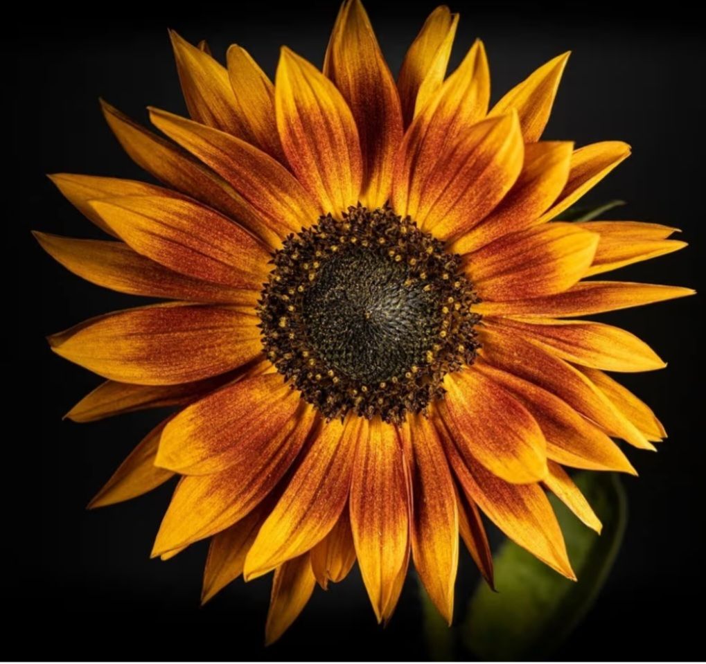 Golden Red Sunflower Seeds