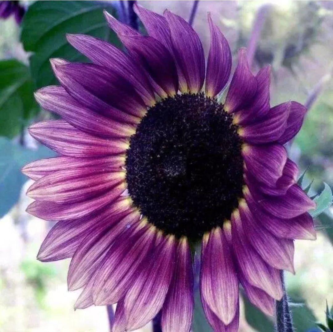 Purple Sunflower Seeds