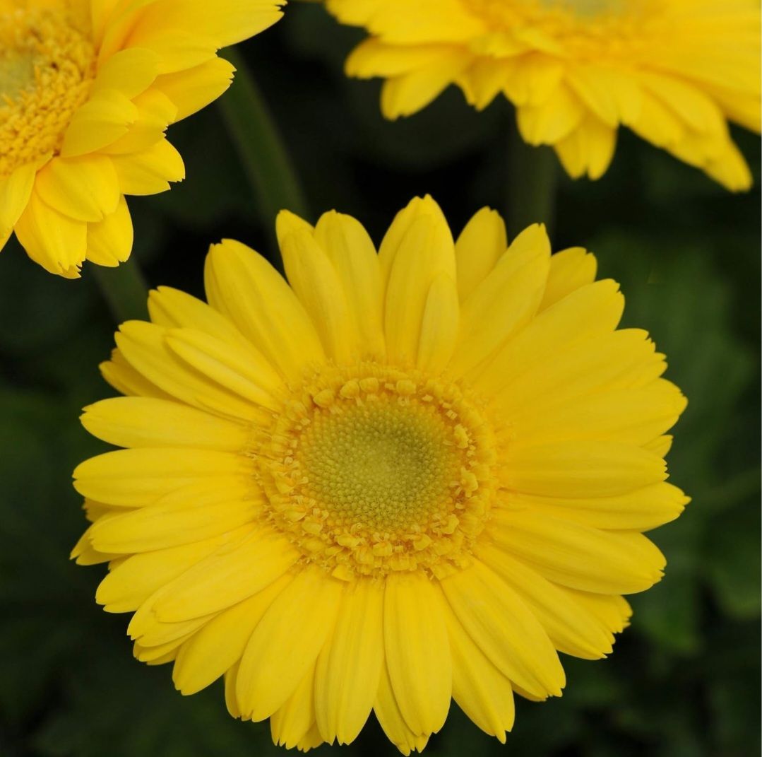 Golden Yellow Gerbera Daisy Seeds 