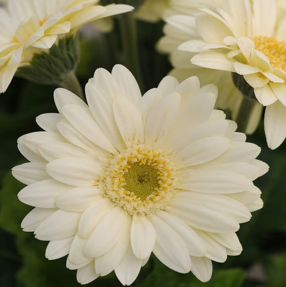 Vanilla Gerbera Daisy Seeds