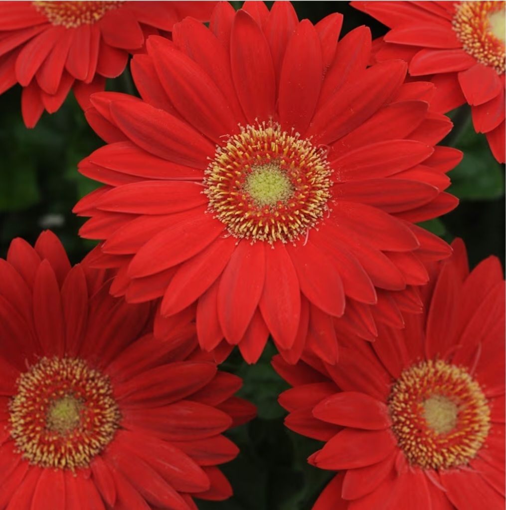 Red Gerbera Daisy Seeds