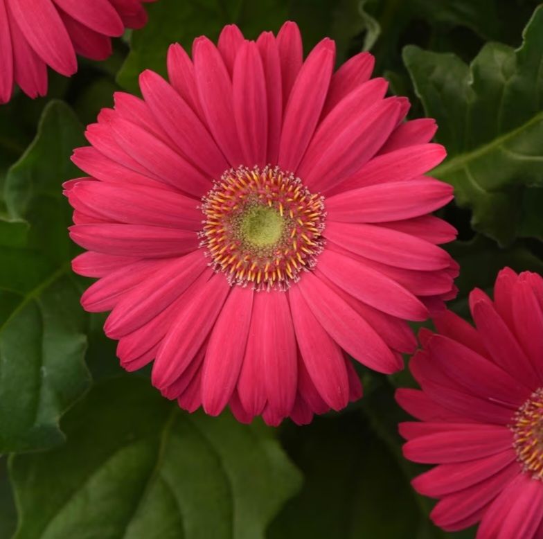 Pink Gerbera Daisy Seeds