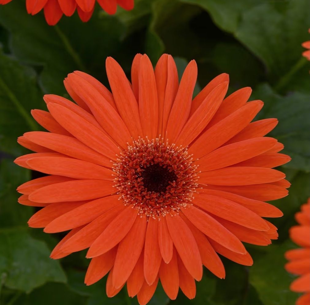 Pastel Orange Gerbera Seeds