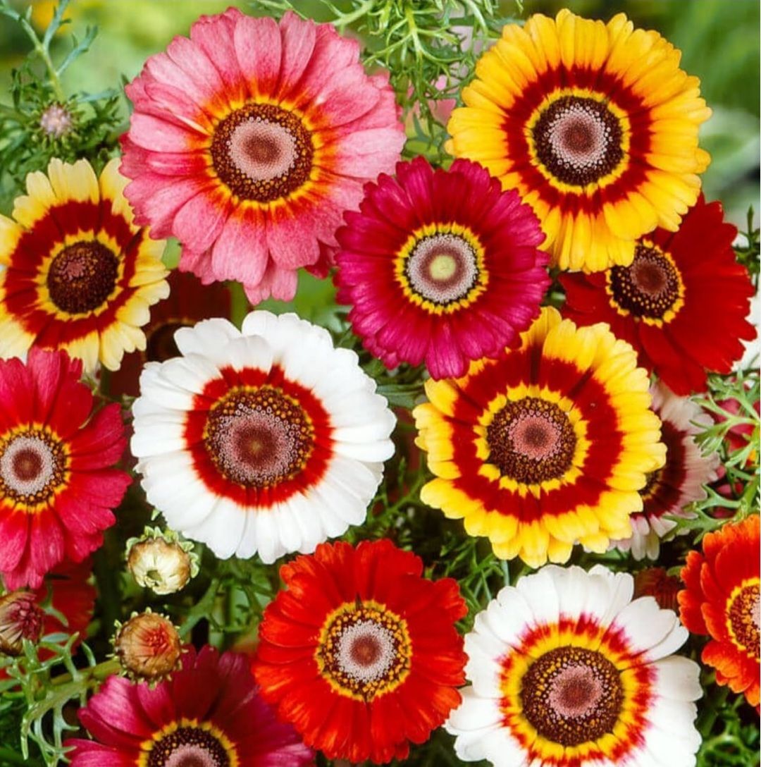 Painted Mix Daisy