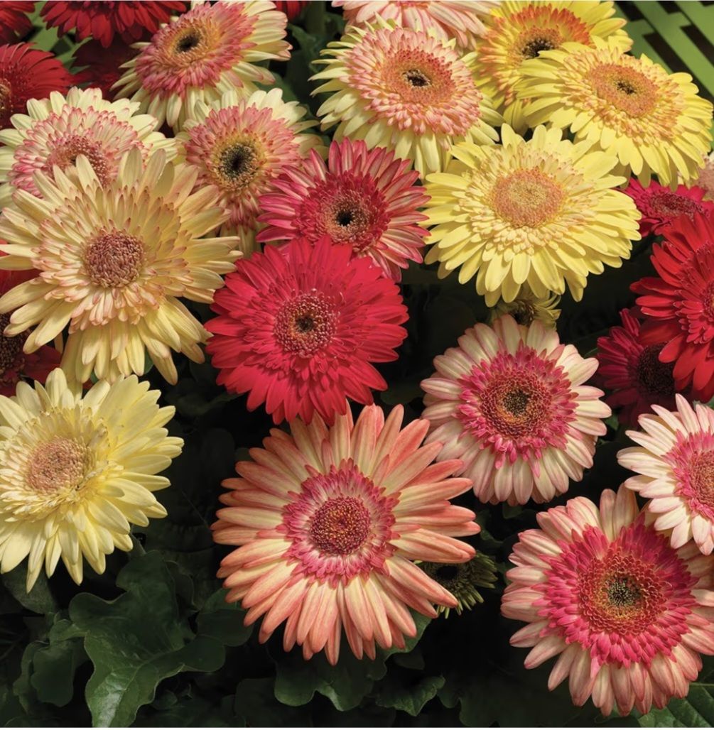 Strawberry Mix Daisy 