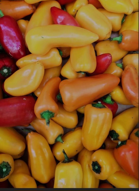 Sweet pepper mini