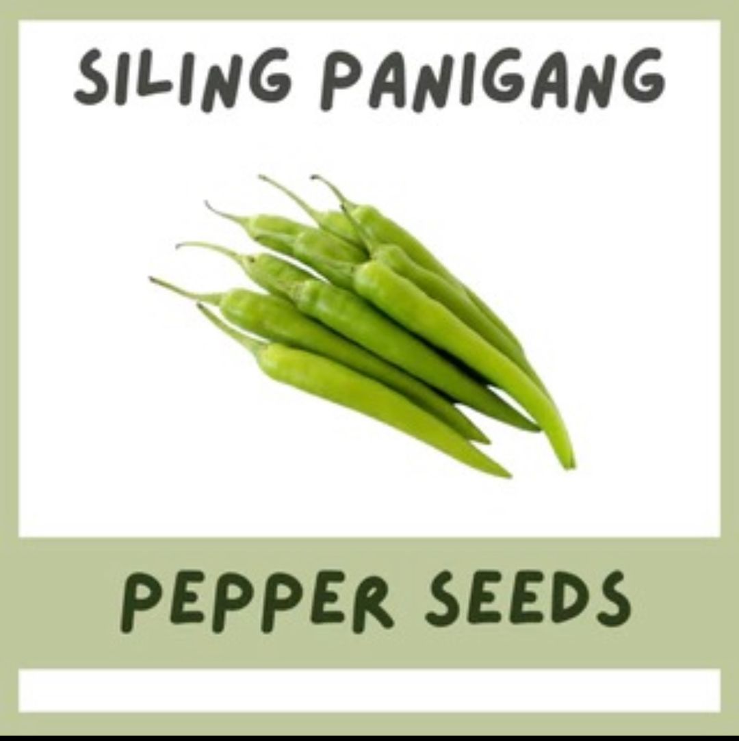 Sili Panigang - Hot 20 seeds 