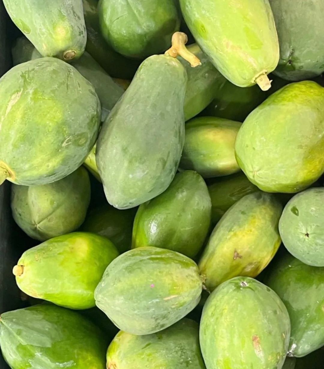 Pawpaw medium sized 