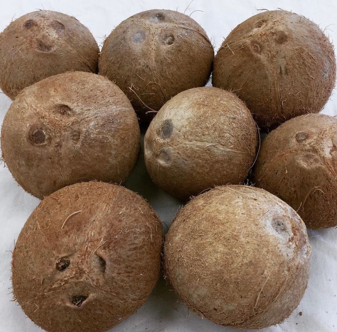 Coconut 1pc