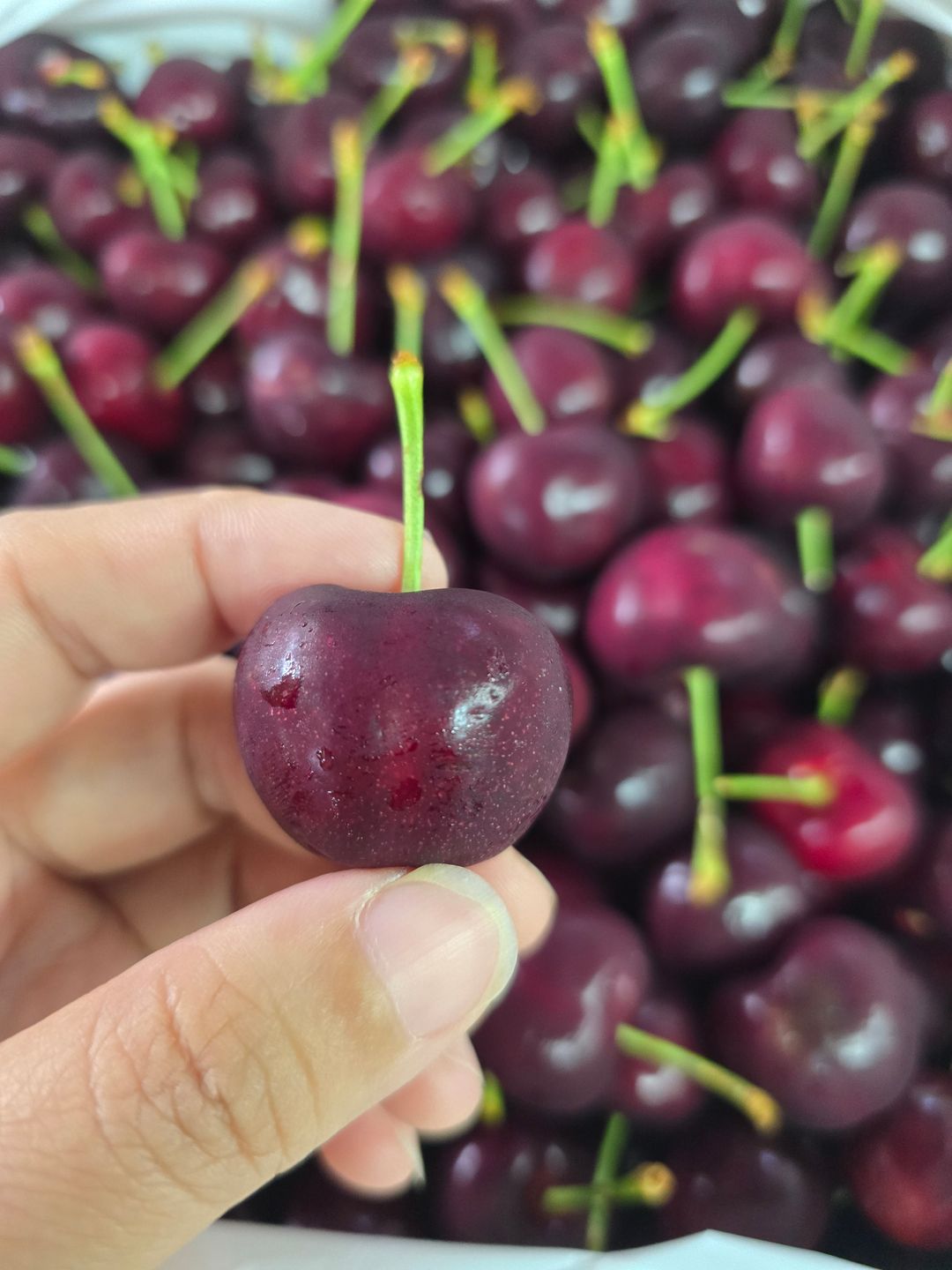 USA Cherry (1kg)