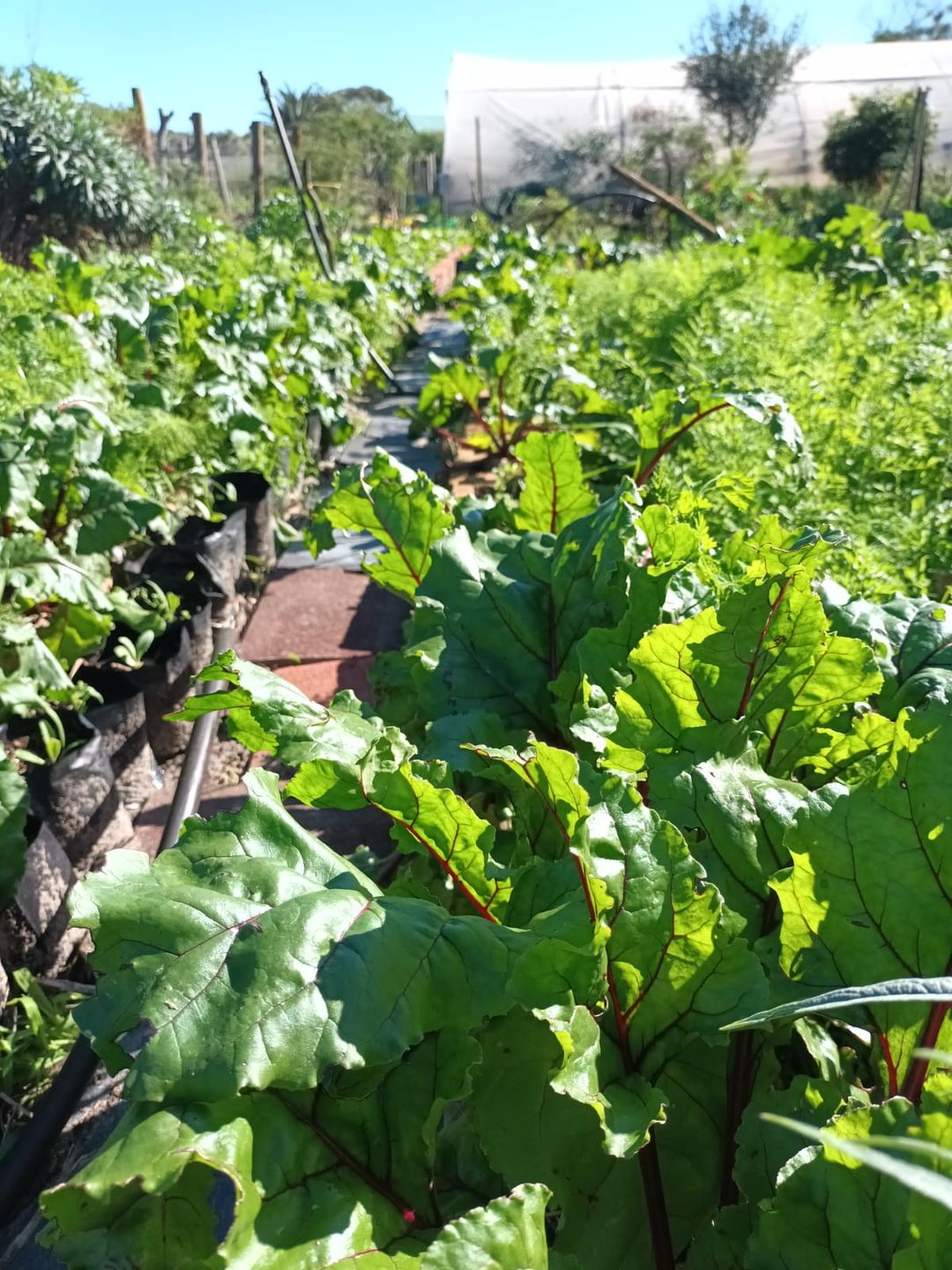 2 August Veg Growing Workshop