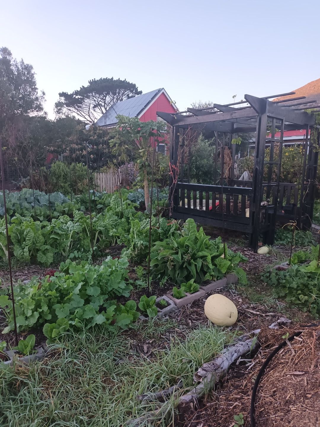 Swiss Chard