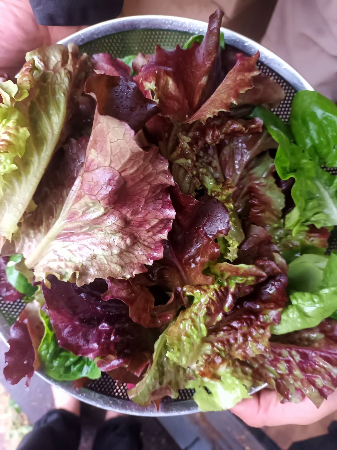 Loose-Leaf Lettuce 180g