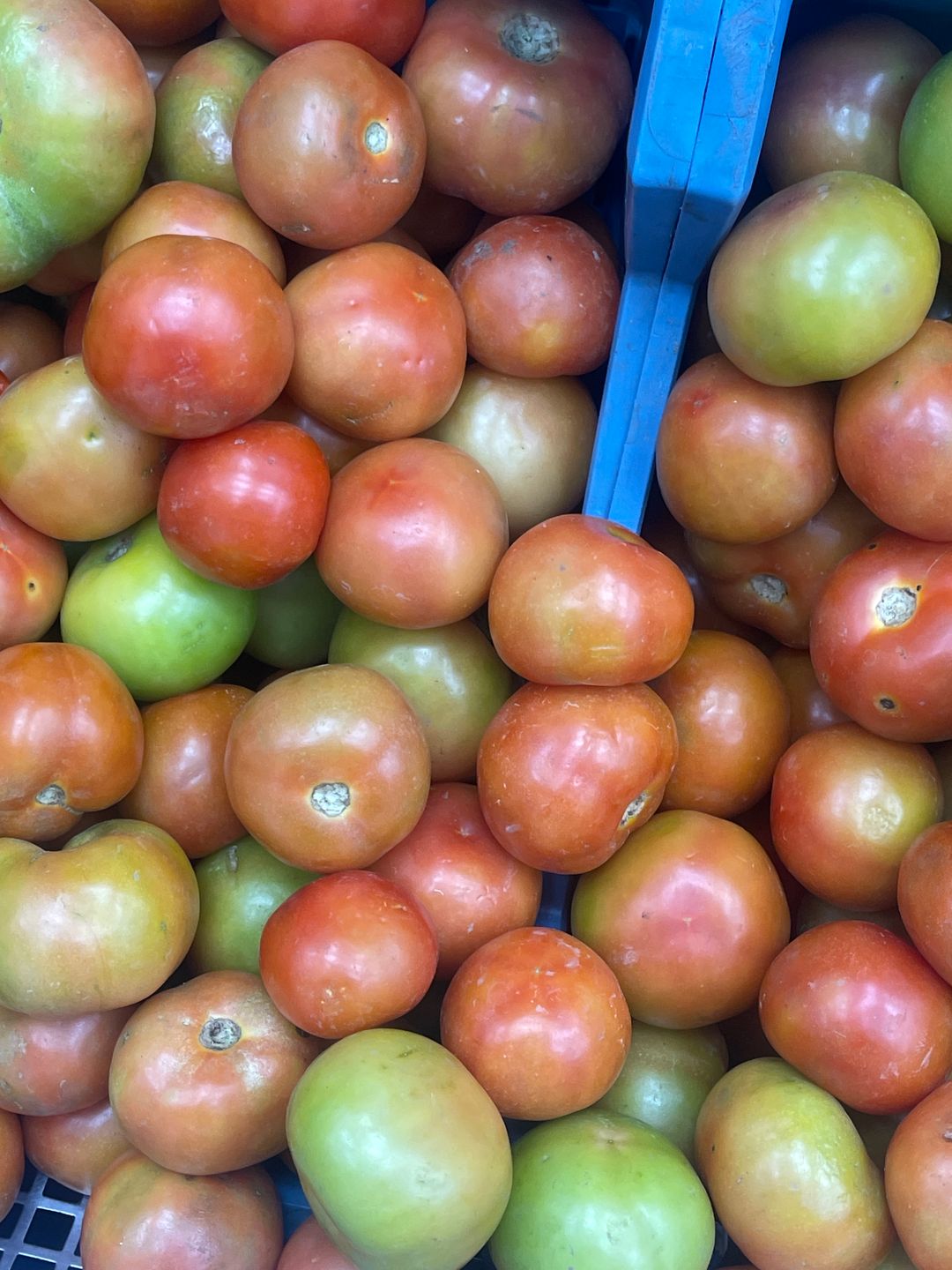 Tomate locale / kg 