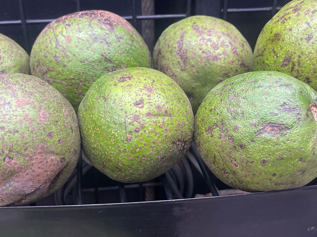 Avocat local /kg