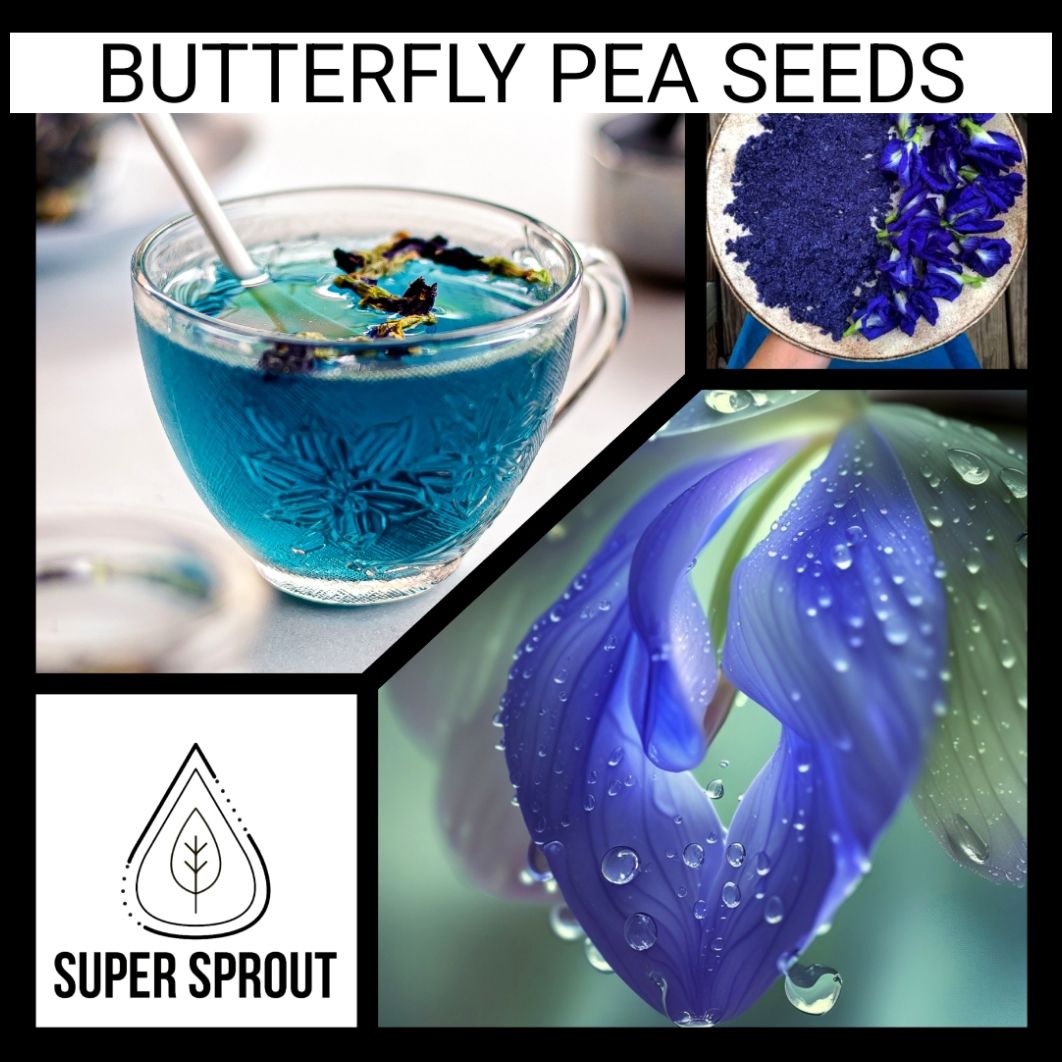 🫛BUTTERFLY PEA🫛 × 5 seeds