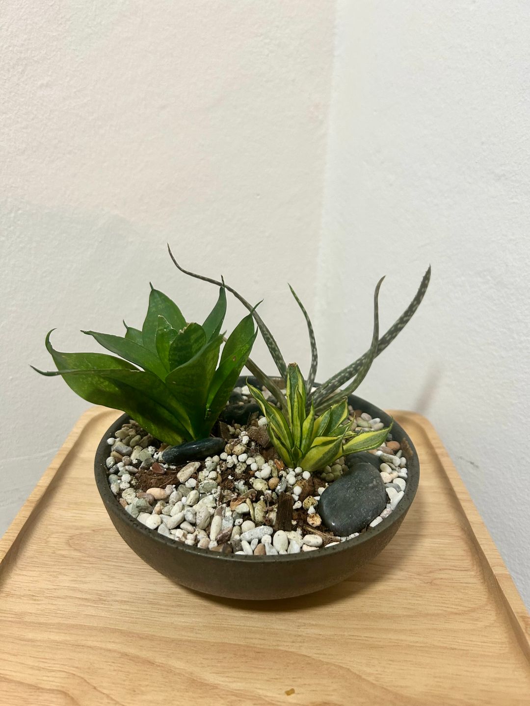 Medium Pot (3 Main Plants)