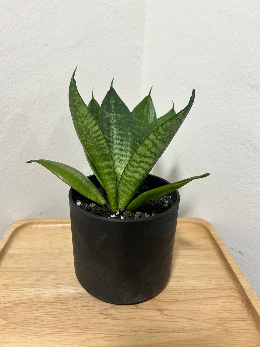 Small Pot (1 Main Plant)