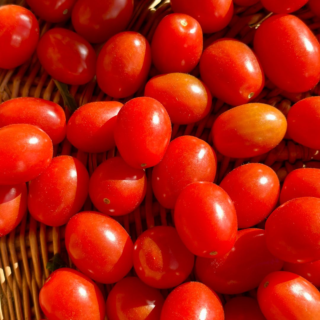 Cherry Rome Tomaat Bio