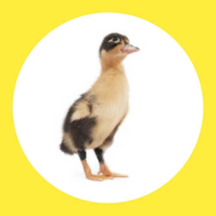 DOD Bebek