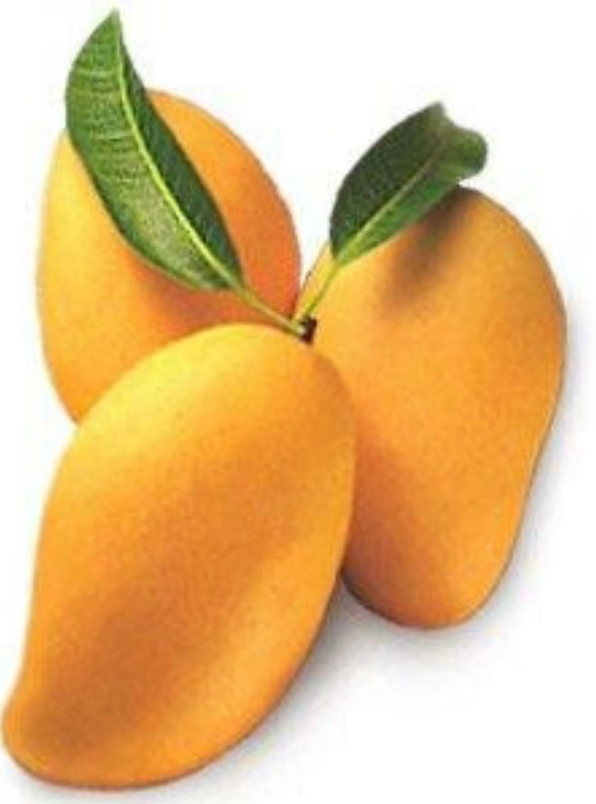 East Indian Mango 