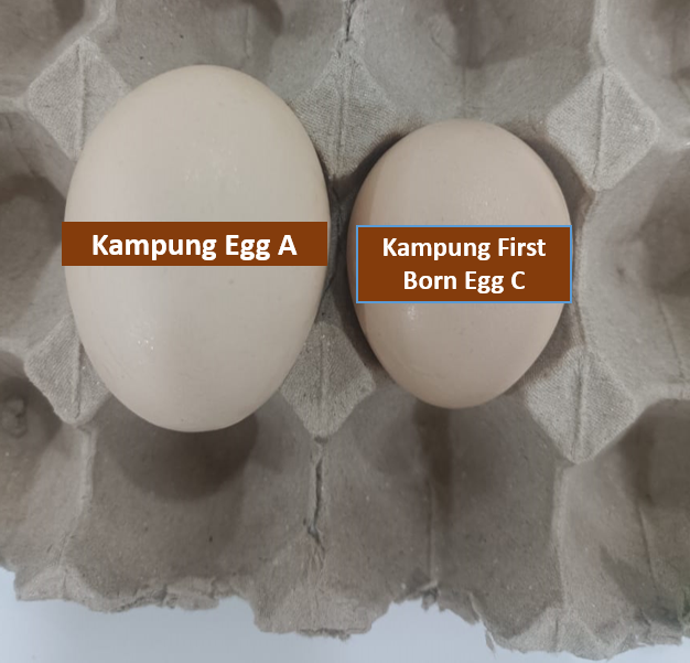 3.走地放养鸡初生蛋 C级 🥚 Kampung Chicken First Born Eggs Grade C RM25/tray of 30pc 