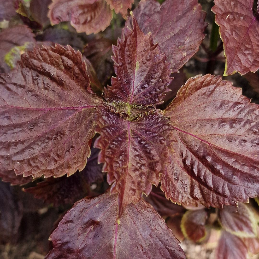 shiso
