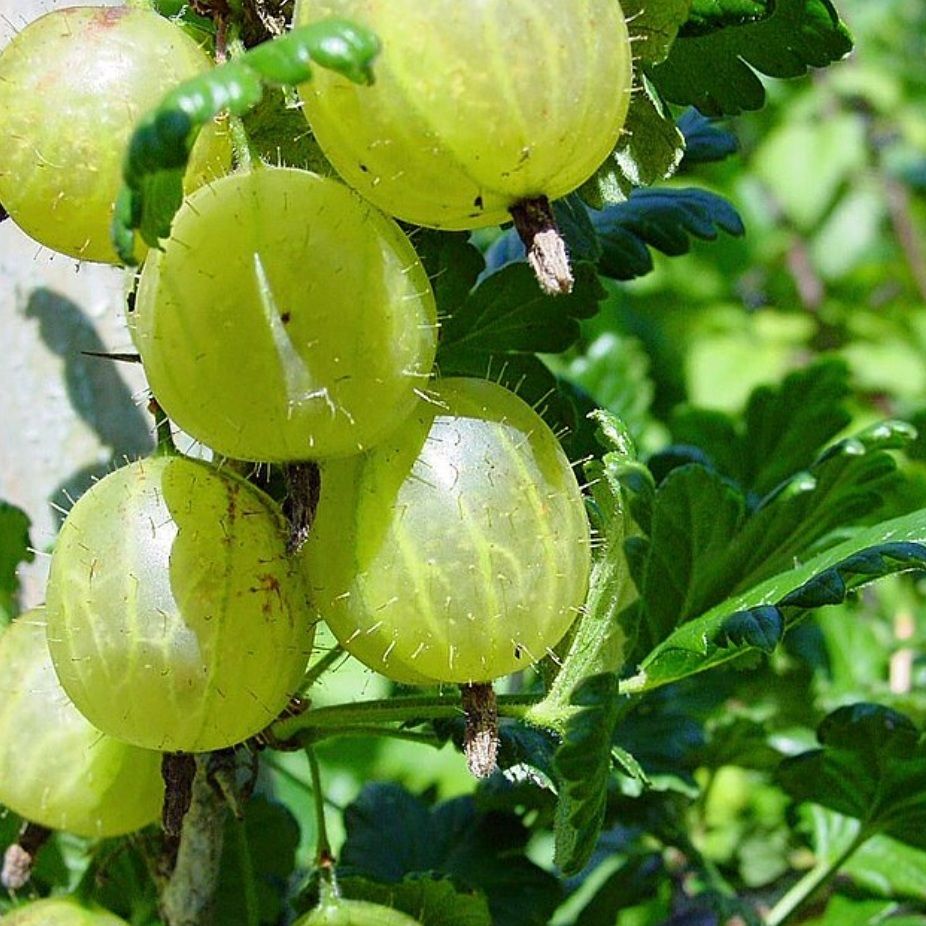 Premature kruisbes/Gooseberries 