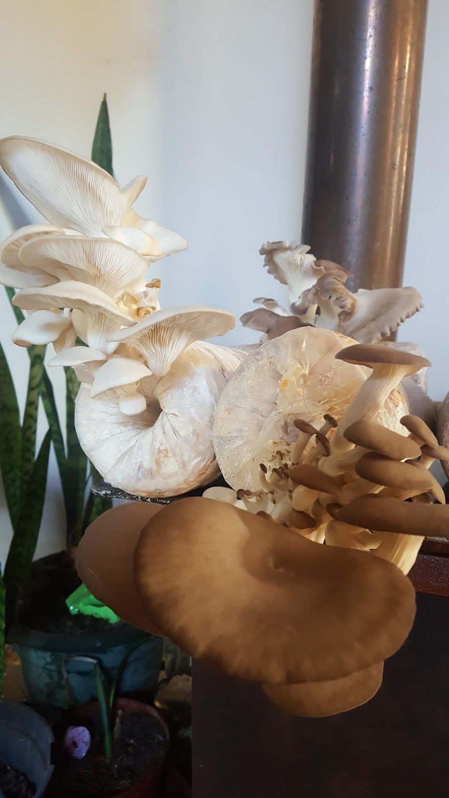 Oyster mushroom grow kits 