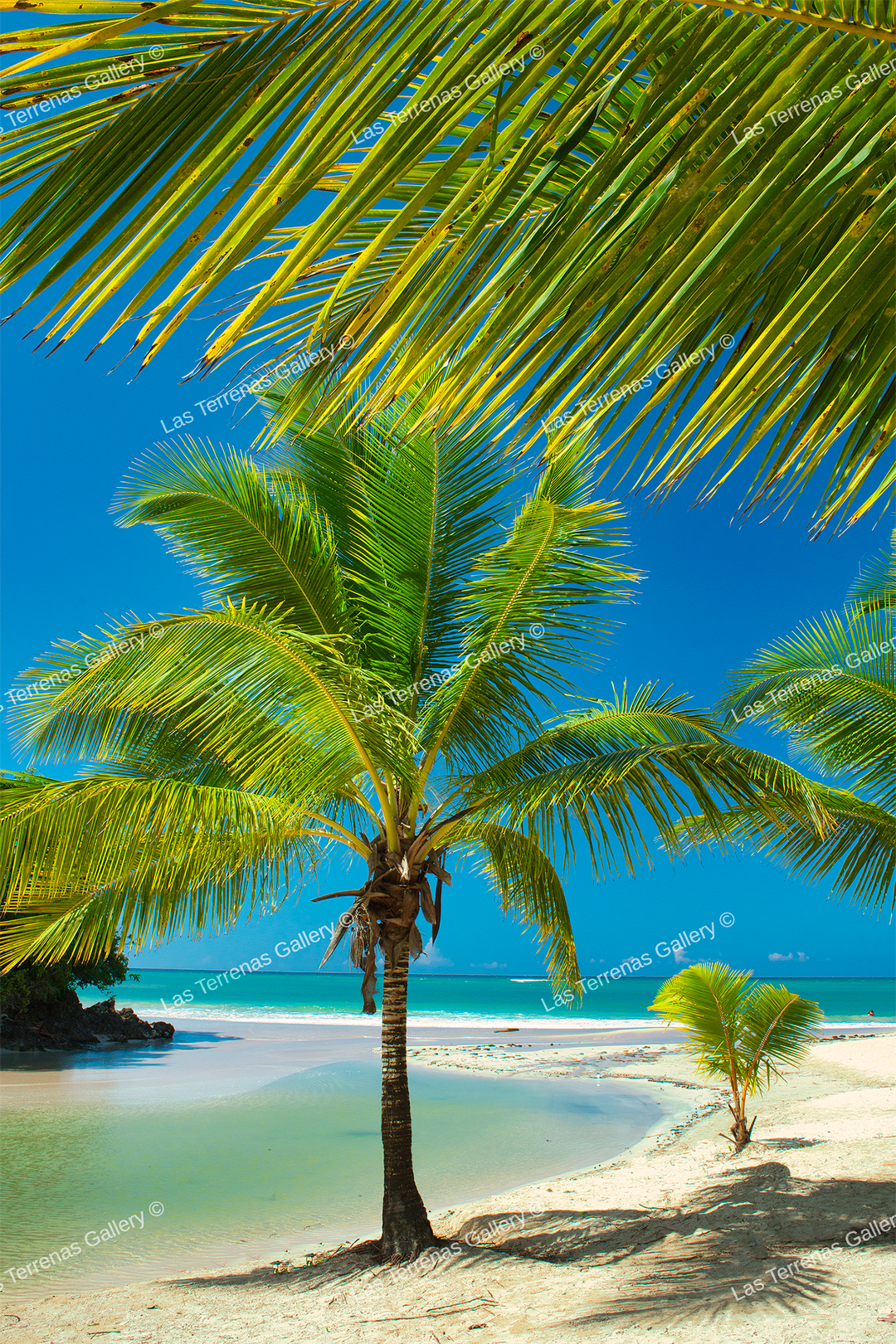 Playa Las Ballenas 1651
