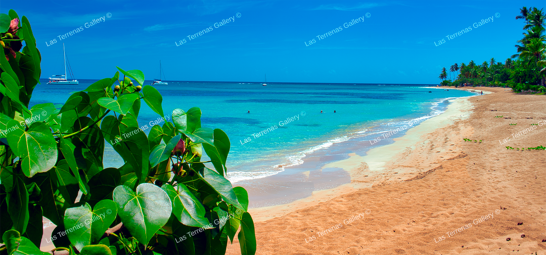 Playa Poppy 639