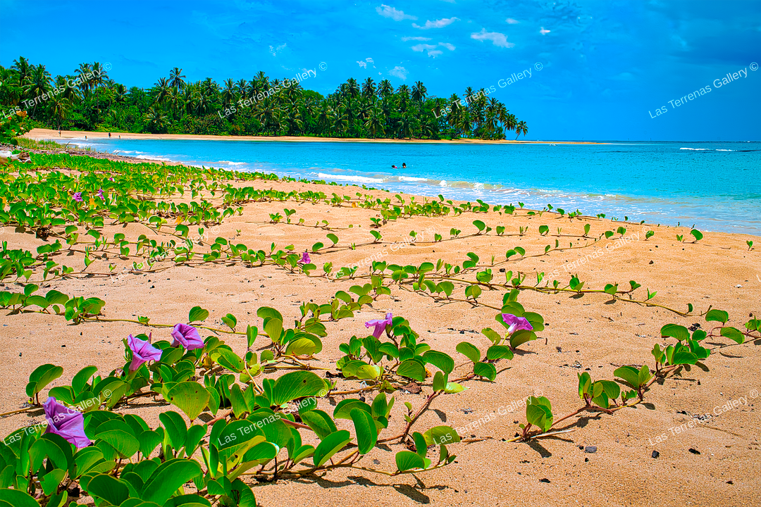 Playa El Portillo 864