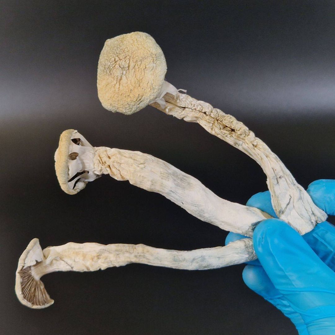 DRIED SHROOMS: ALBINO TEACHERS 