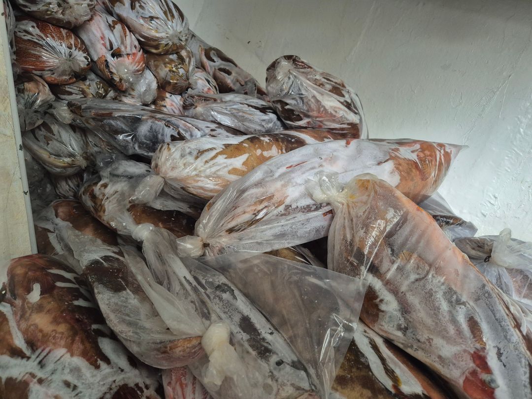 Unskinned Grouper Gutted