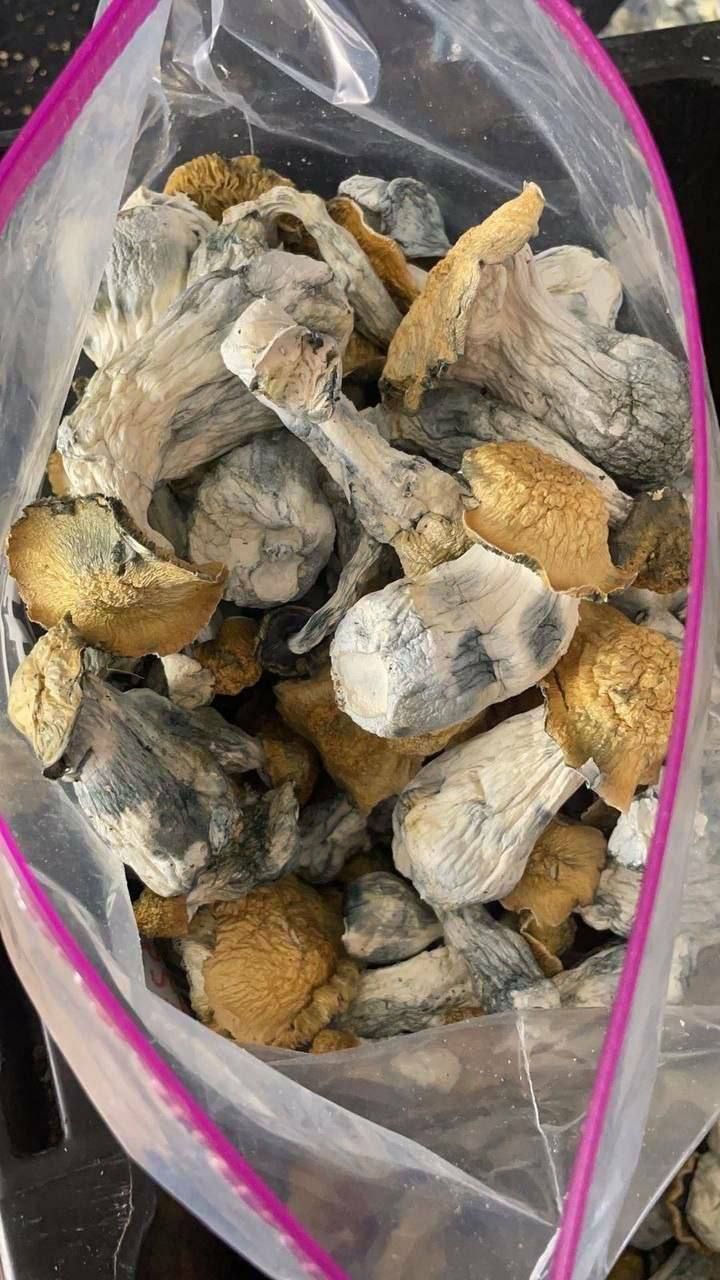 Penis Envy Shrooms