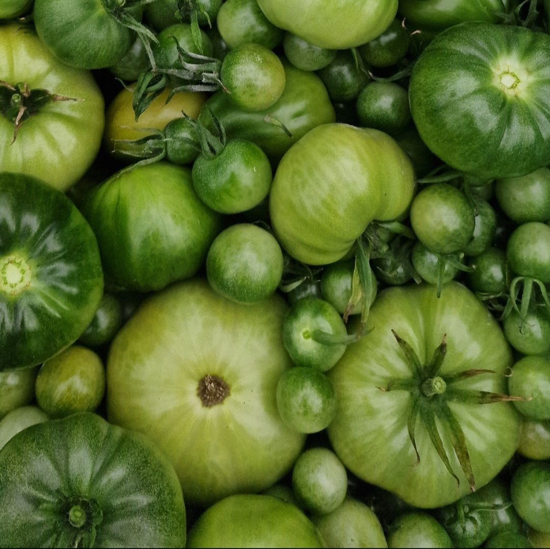 Onrijpe tomaat / unripe tomatoes