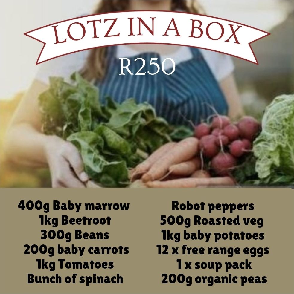 LOTZ IN A BOX