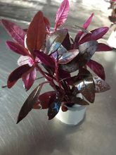 517 - Alternanthera sessilis