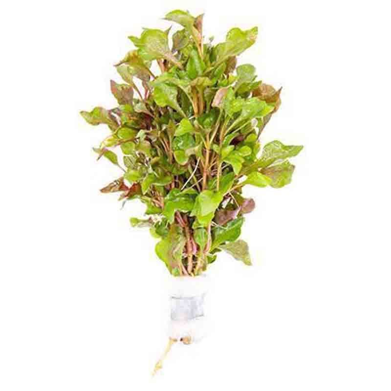 518 - Alternanthera versicolor