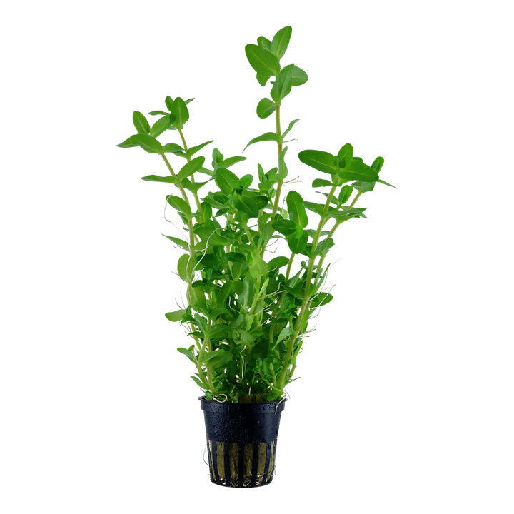 535 - Bacopa caroliniana