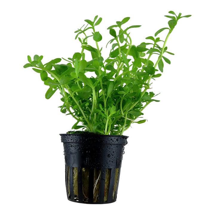 536 - Bacopa monnieri
